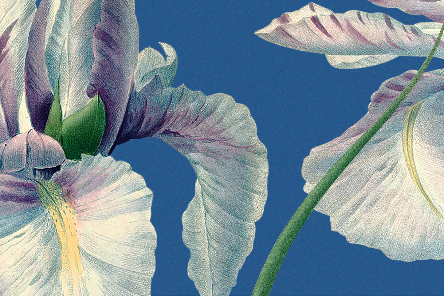 092 | Botanical Watercolor Murals
