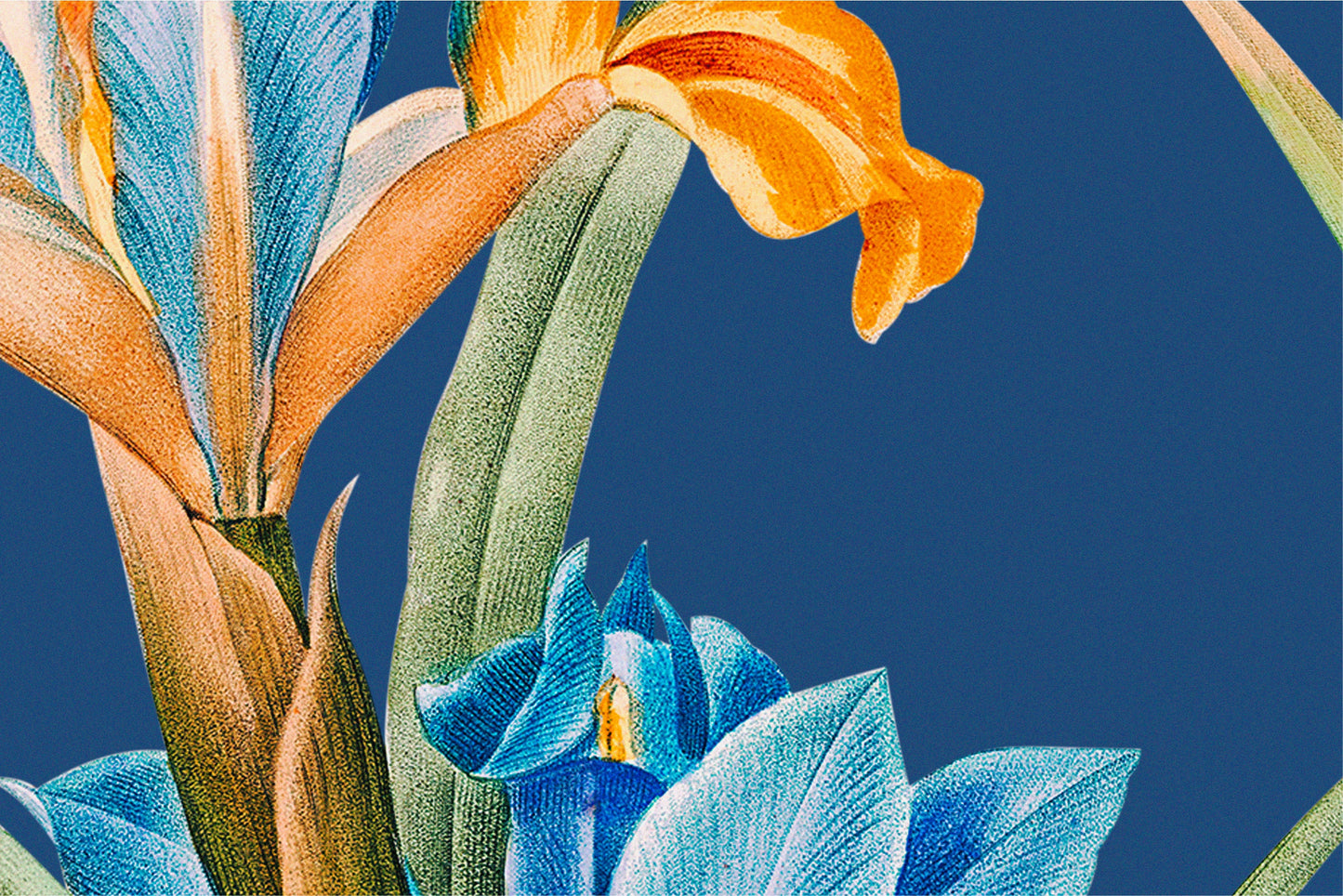 092 | Botanical Watercolor Murals